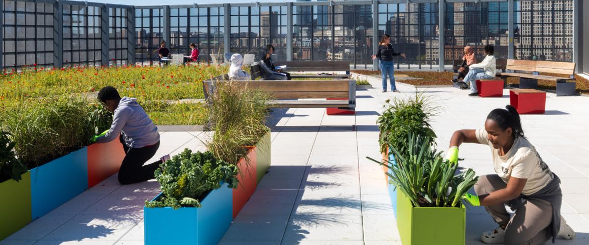 On the JQUS rooftop, two students are tending to garden planters